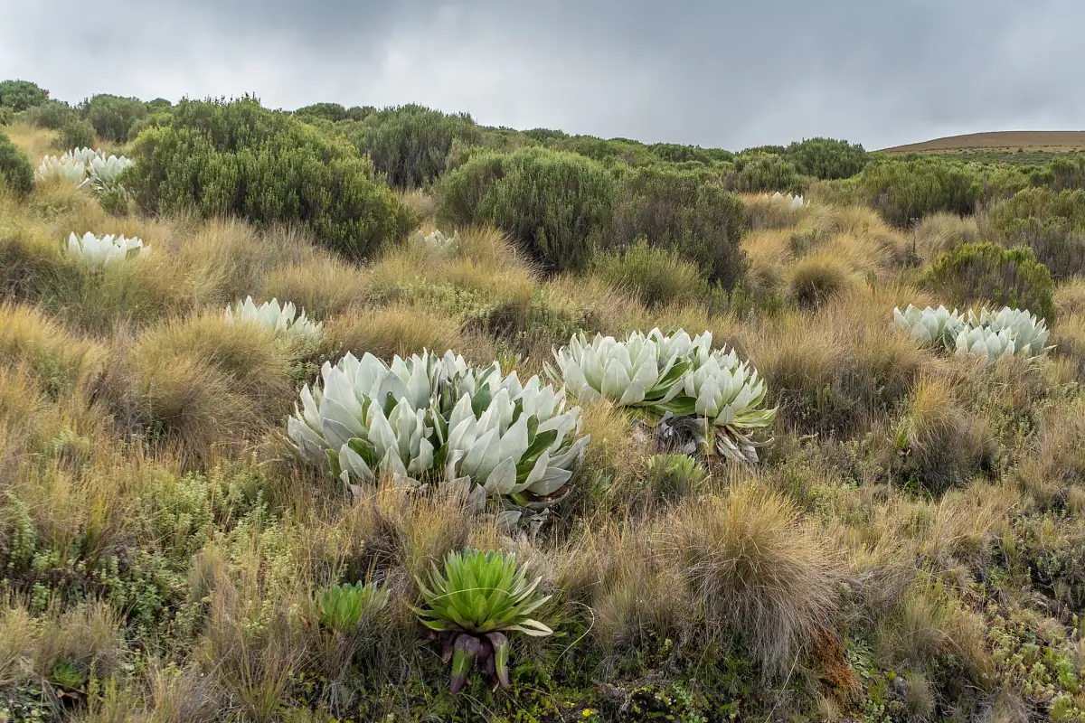 Des rosettes argentées de lobélies et des touffes d’herbe couvrent les pentes de la lande d’altitude