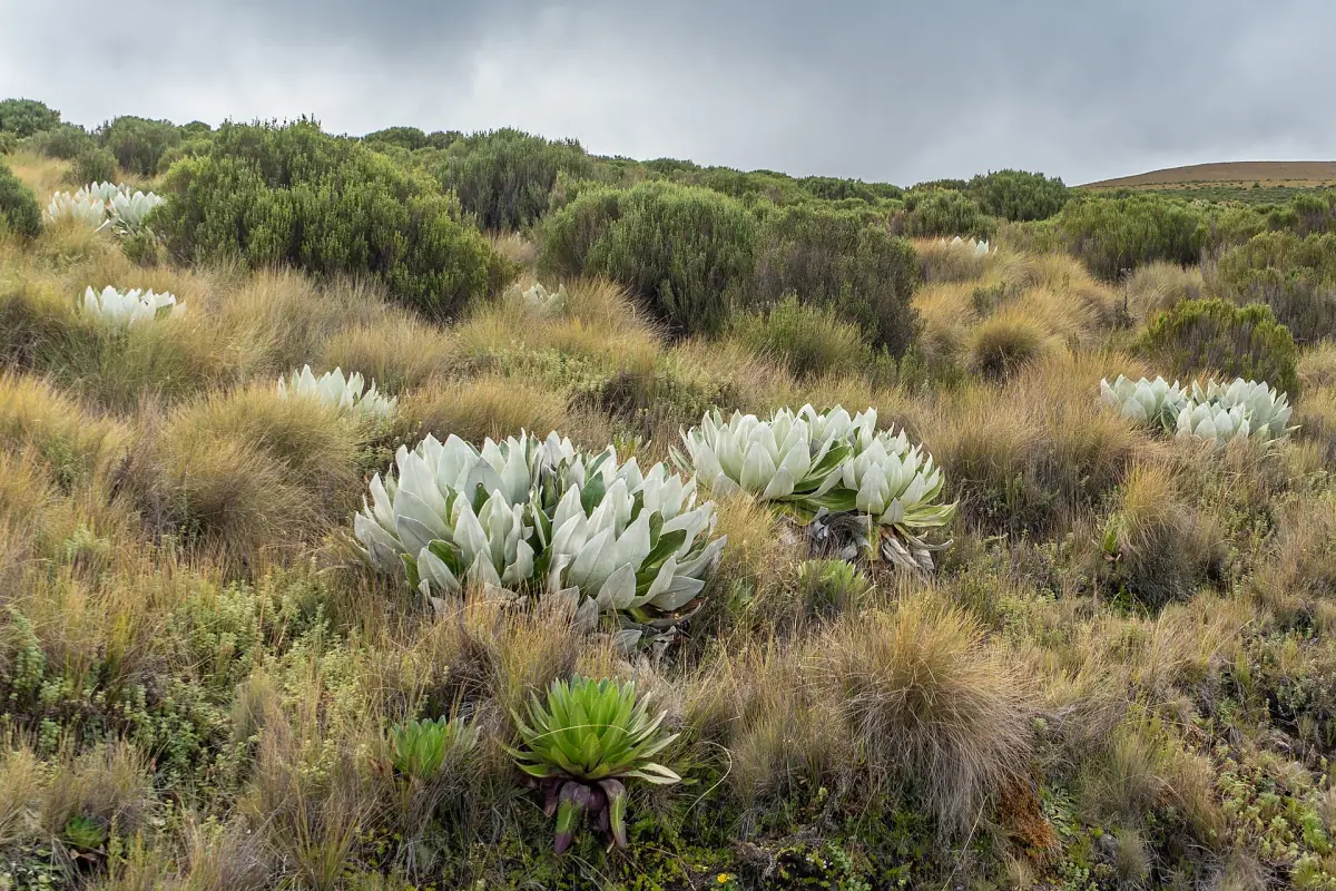 Silvery lobelia rosettes and tussock grass cover the high moorland slopes