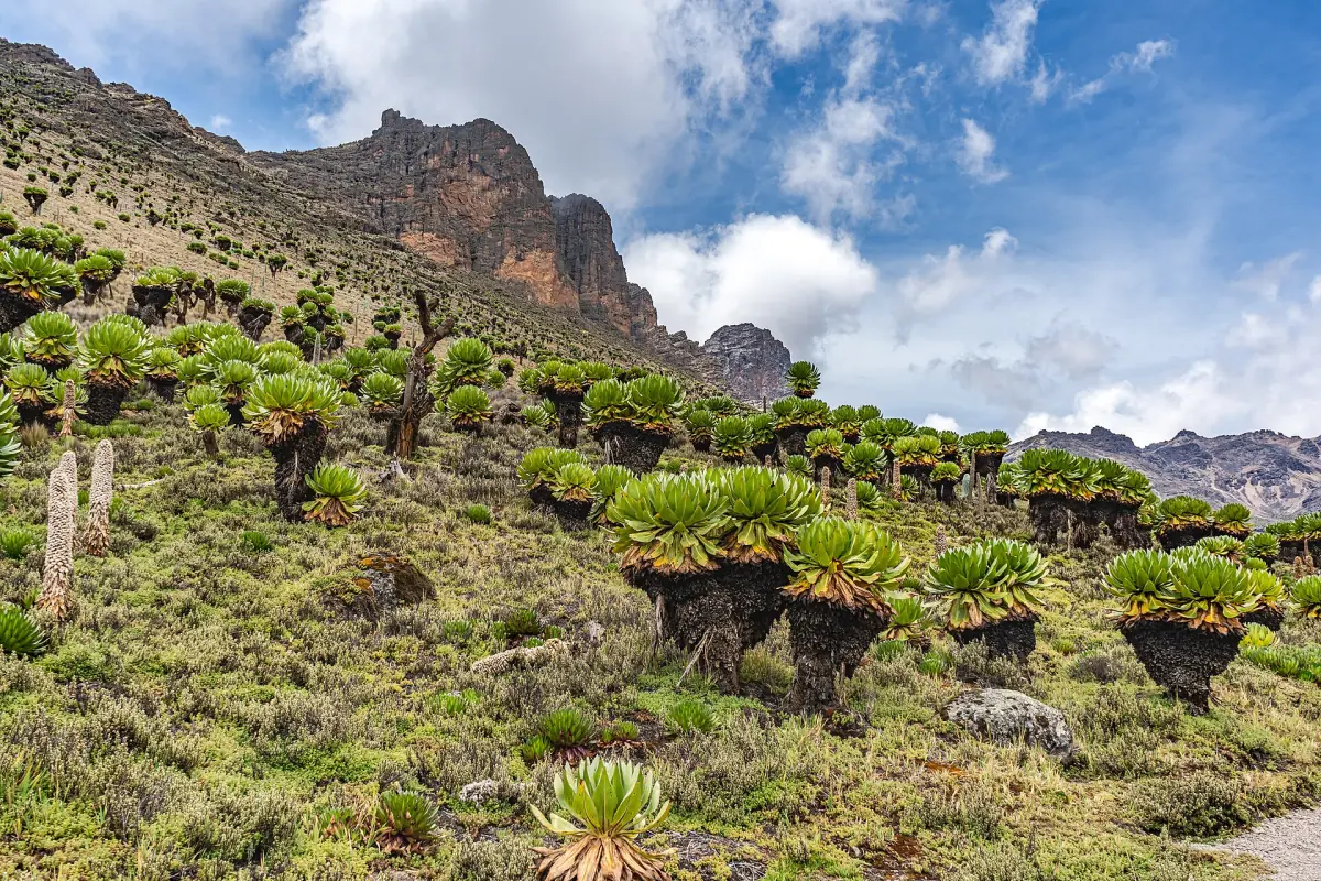 Giant groundsels dot a hillside below rocky peaks and scattered clouds