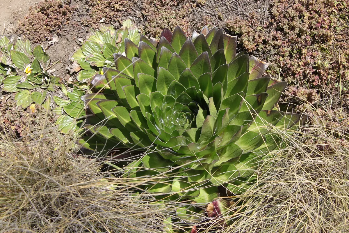 Green rosette of a giant lobelia growing among tussock grass and rocks