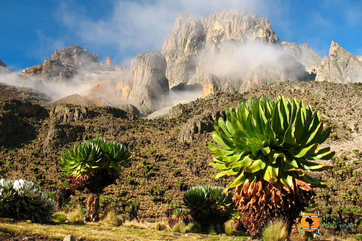 Mist drifts around the jagged peaks above a giant lobelia in front