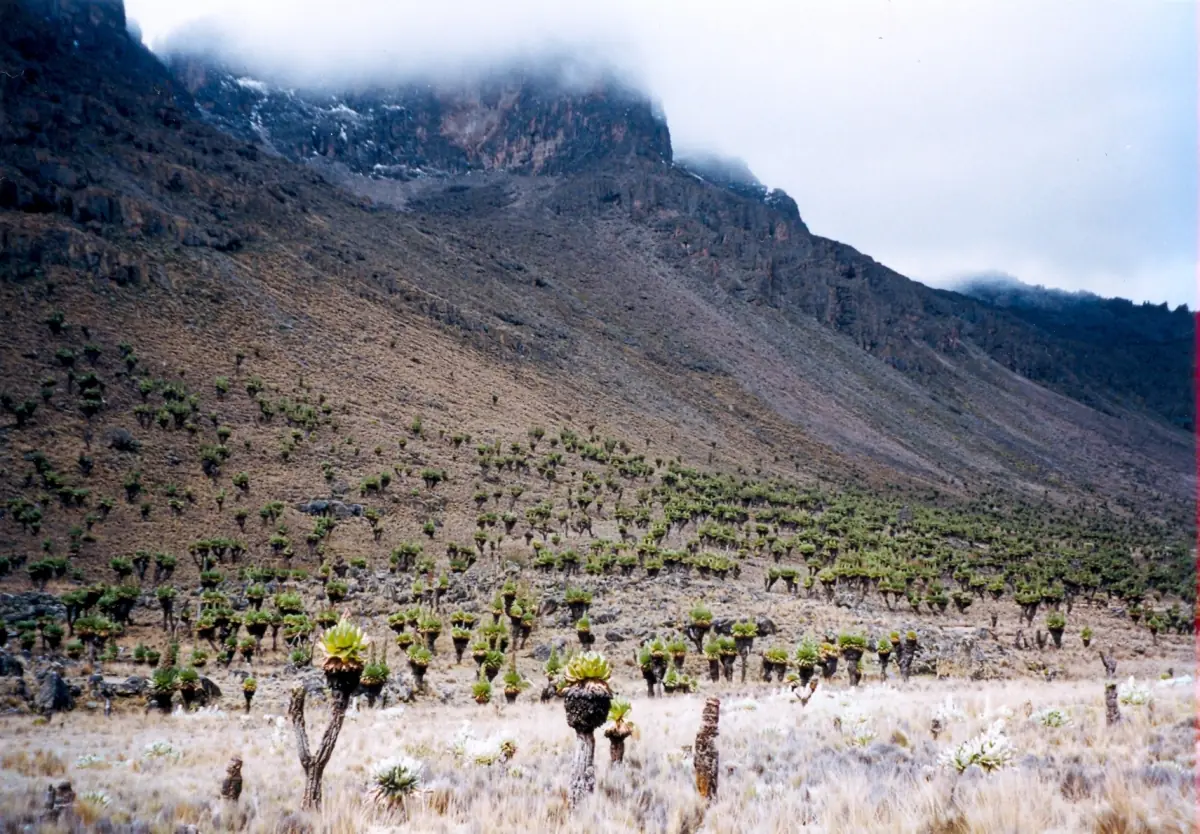 Des séneçons géants dans une vaste vallée au pied d’une montagne couverte de nuages
