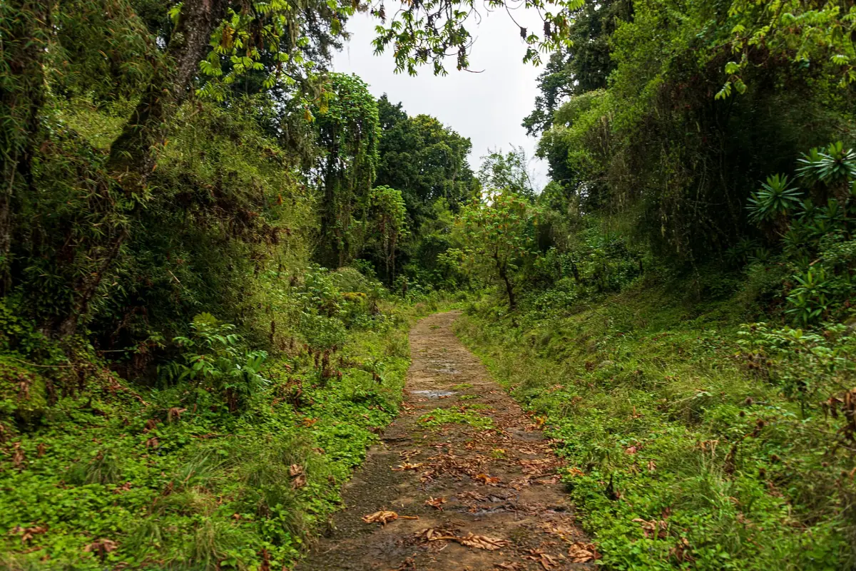 Dirt path leads through dense montane forest with moss and ferns