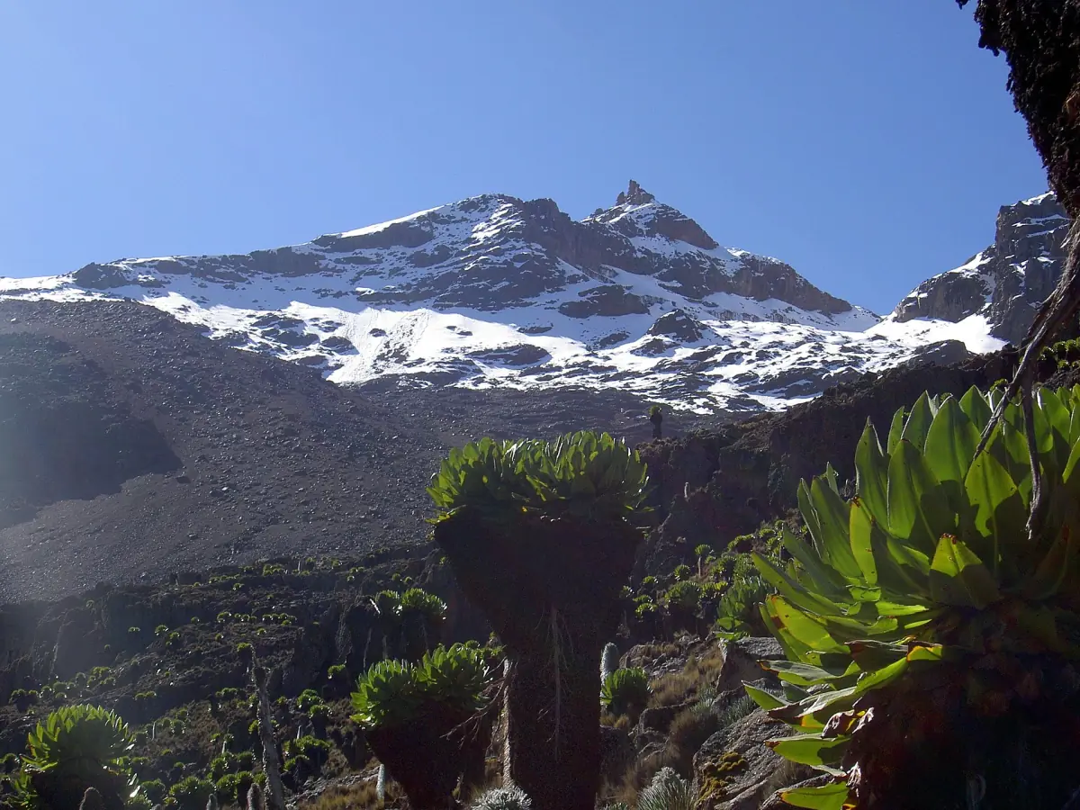 Snowy peak above giant lobelias and rocky slopes in bright sunshine
