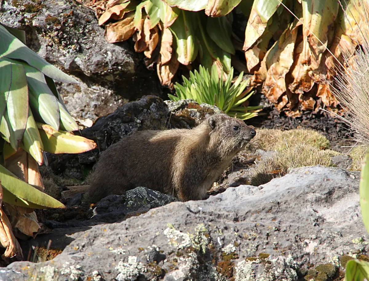 Rock hyrax among stones and spiky alpine plants