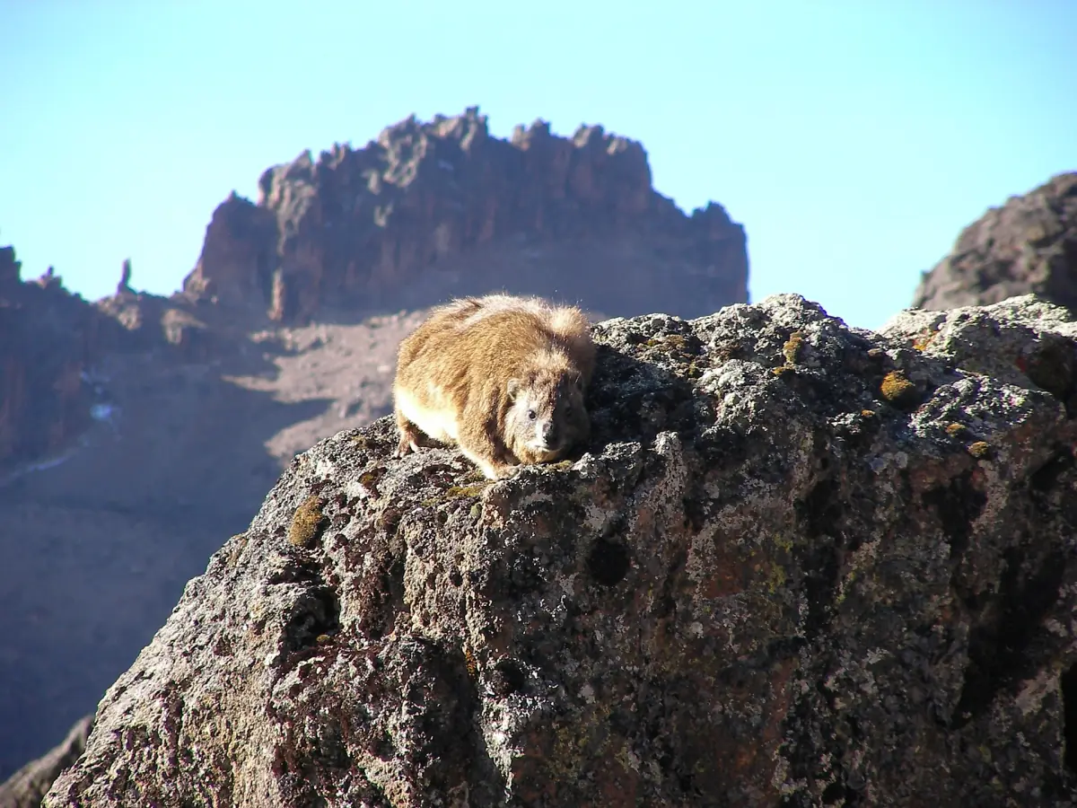 Rock hyrax rests on a boulder with a rocky peak behind it