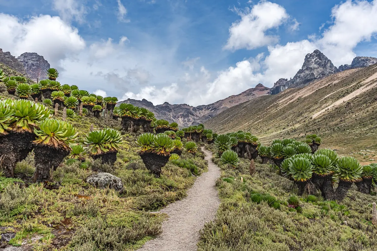 Narrow trail winds through a valley of giant lobelias toward rocky peaks